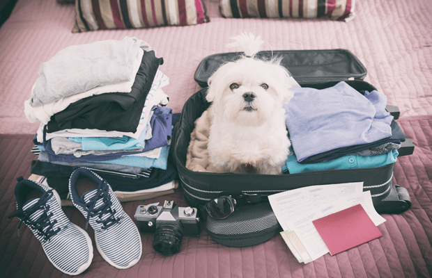 Pet-Friendly Getaways